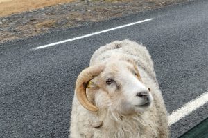 Kámoška na silnici